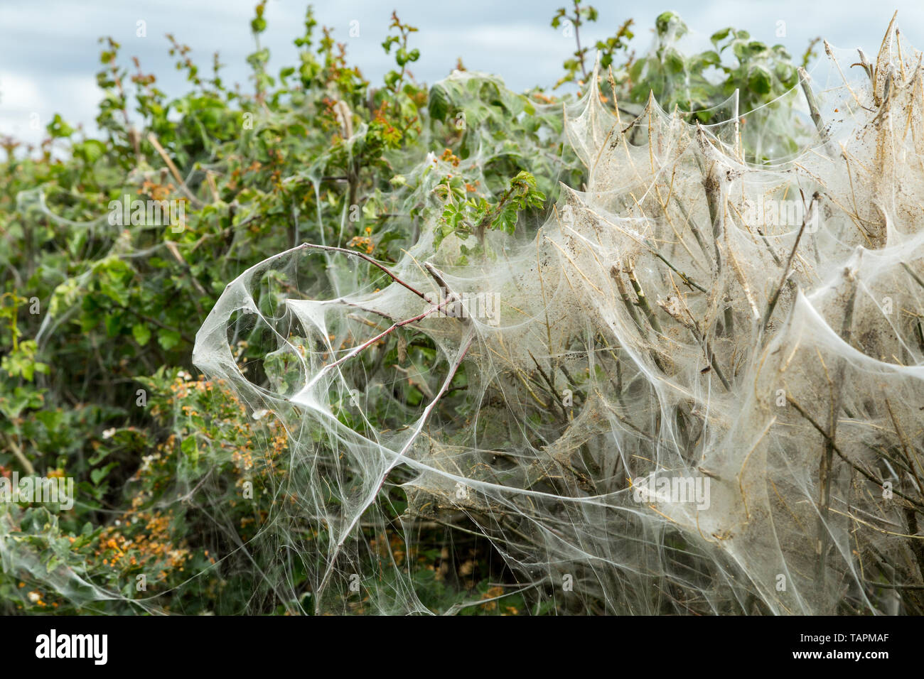 The remains of a colony of Ermine Moth caterpillars on a blackthorn hedge in Bedfordshire, UK. family Yponomeutidae. Silken web. Stock Photo