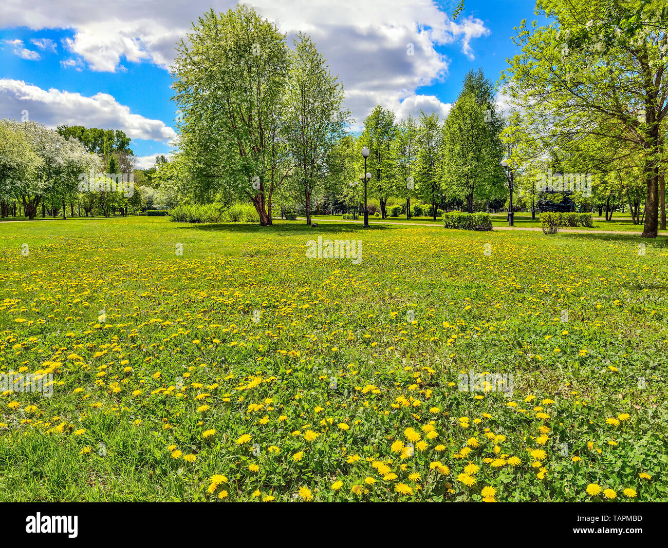 Beautiful romantic spring urban landscape in city park with blossoming trees, bright spring greenery and dandelions on lawn. Bright spring sunny day Stock Photo