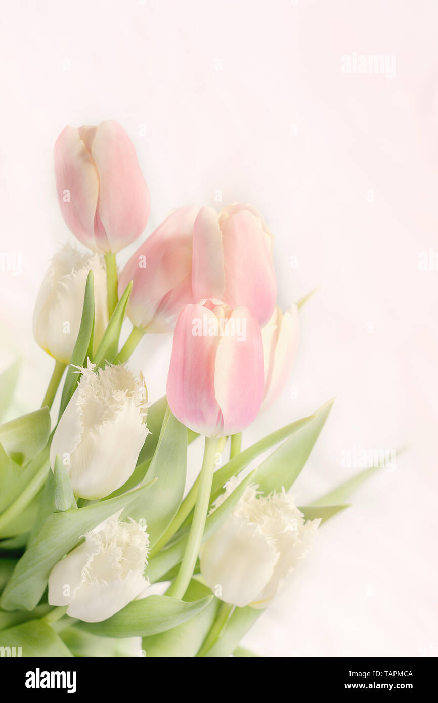 airy bouquet of delicate pink and white tulips for congratulations Stock Photo