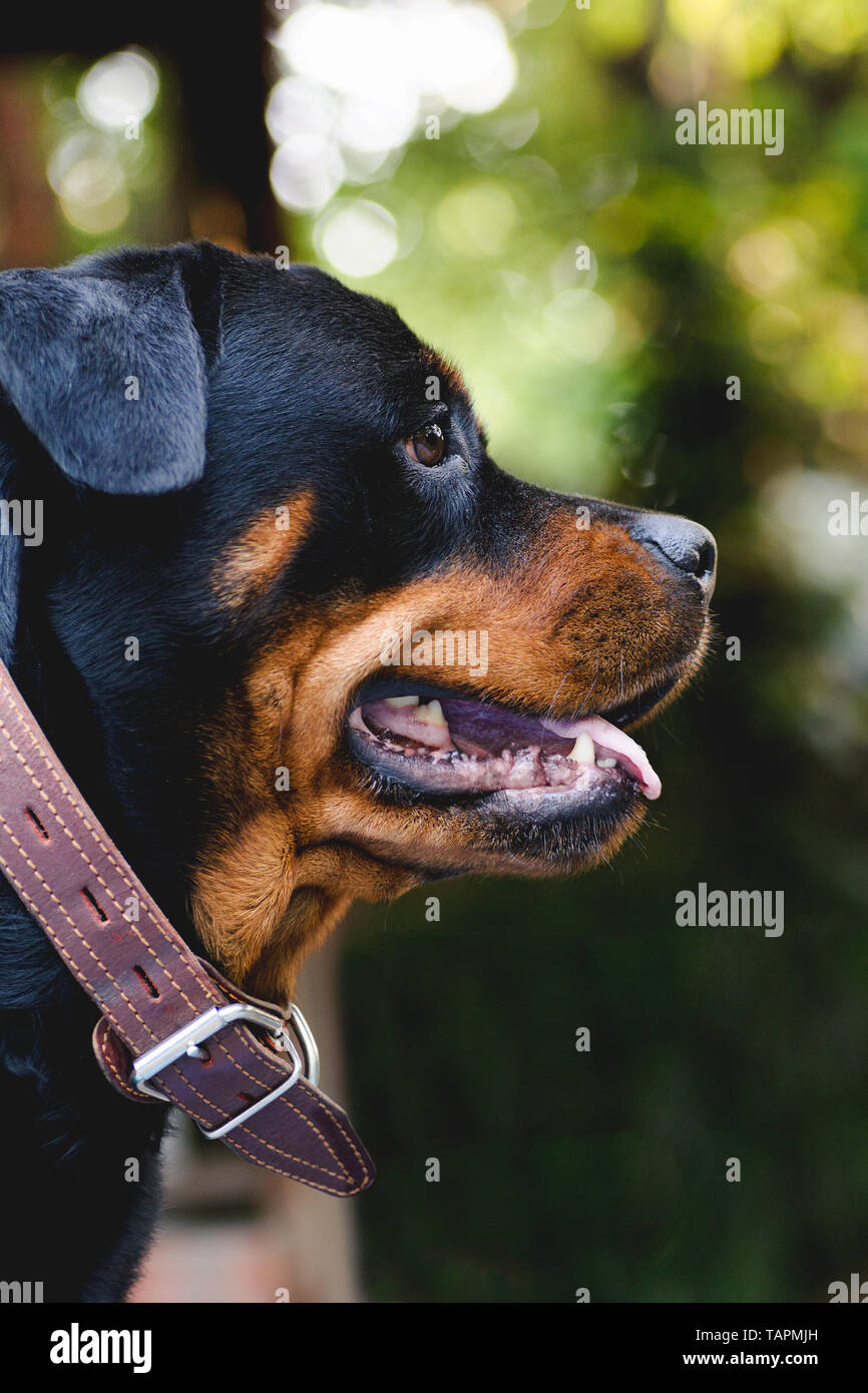 dog portrait adult rottweiler attentive serious look natural background ...