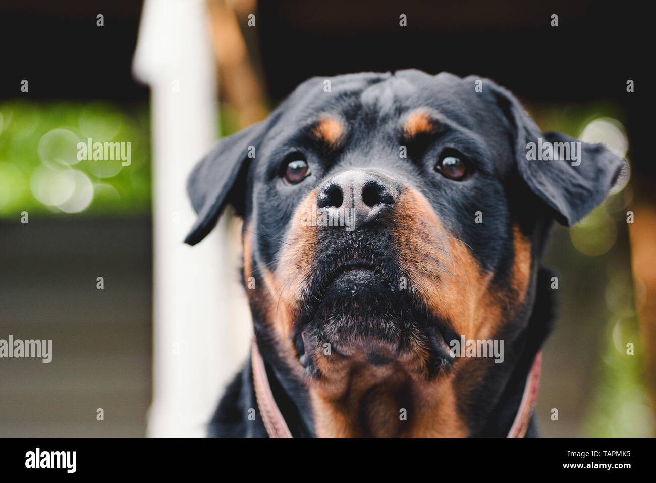 dog portrait adult rottweiler attentive serious look natural background ...