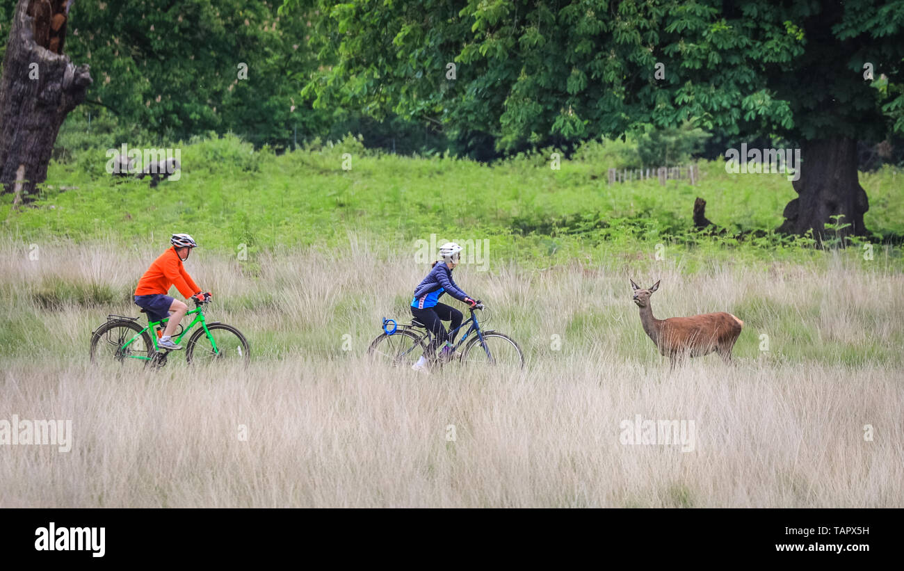 Richmond, London, UK. 27th May, 2019. A young red deer enjoys watching cyclists zoom past whilst grazing in Richmonr Park. The animal stands and stares, apparently mesmerised but not scared of the passing cyclists for a good fifteen minutes, before eventually trotting off casually to join a herd of others nearby. Credit: Imageplotter/Alamy Live News Stock Photo