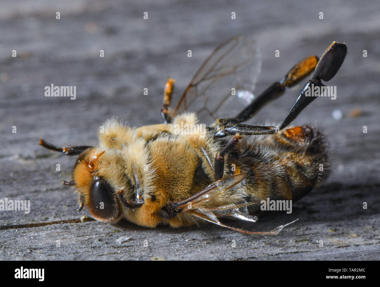 Sieversdorf, Germany. 25th May, 2019. A dead drone is lying in front of a beehive. During the day the bees bring nectar, water and pollen (pollen) to the honeycomb and overnight they process it into honey. A bee colony consists of a queen, several hundred drones and 30,000 to 60,000 worker bees - in summer up to 120,000. The flight radius of the bees is about three kilometres. Credit: Patrick Pleul/dpa-Zentralbild/ZB/dpa/Alamy Live News Stock Photo