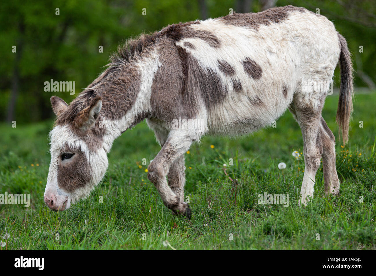 Ein Esel auf einer Wiese Stock Photo