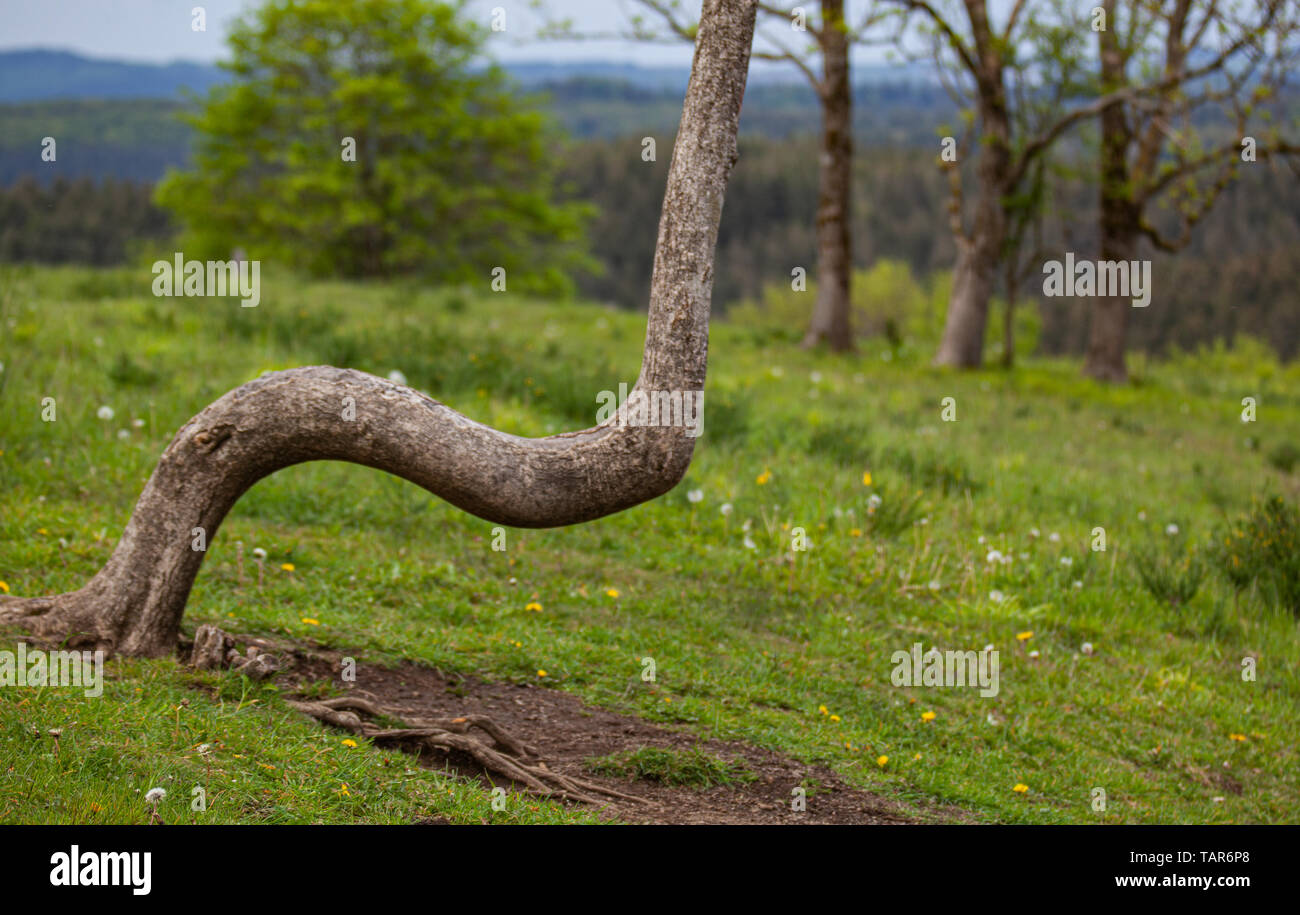 Ein gewunden gewachsener Baumstamm am Weinfelder Maar in der Eifel Stock Photo