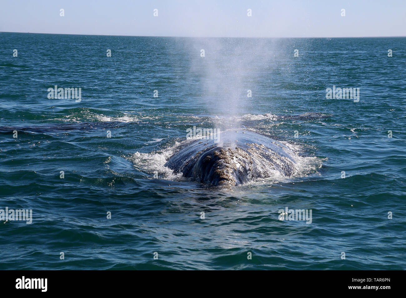 Adult gray whales hi-res stock photography and images - Alamy