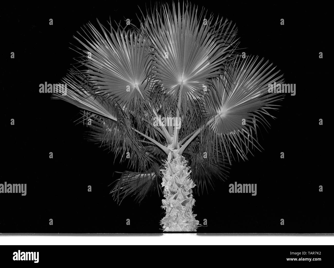 Palm Trees at night in Palm Springs, California Stock Photo Alamy