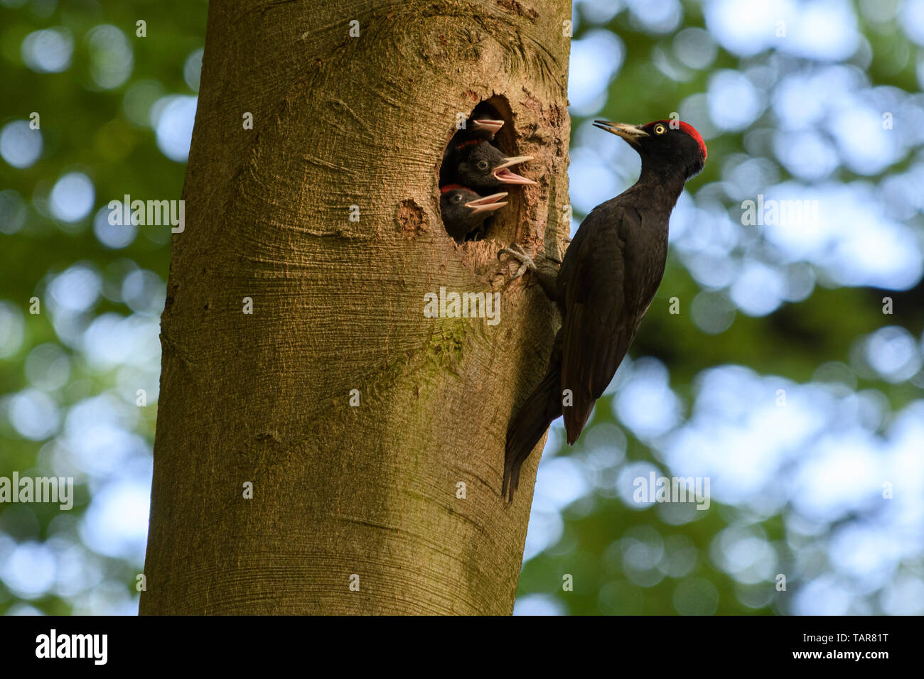 Male Black Woodpecker feeding three young chicks in  a hole in a tree Stock Photo