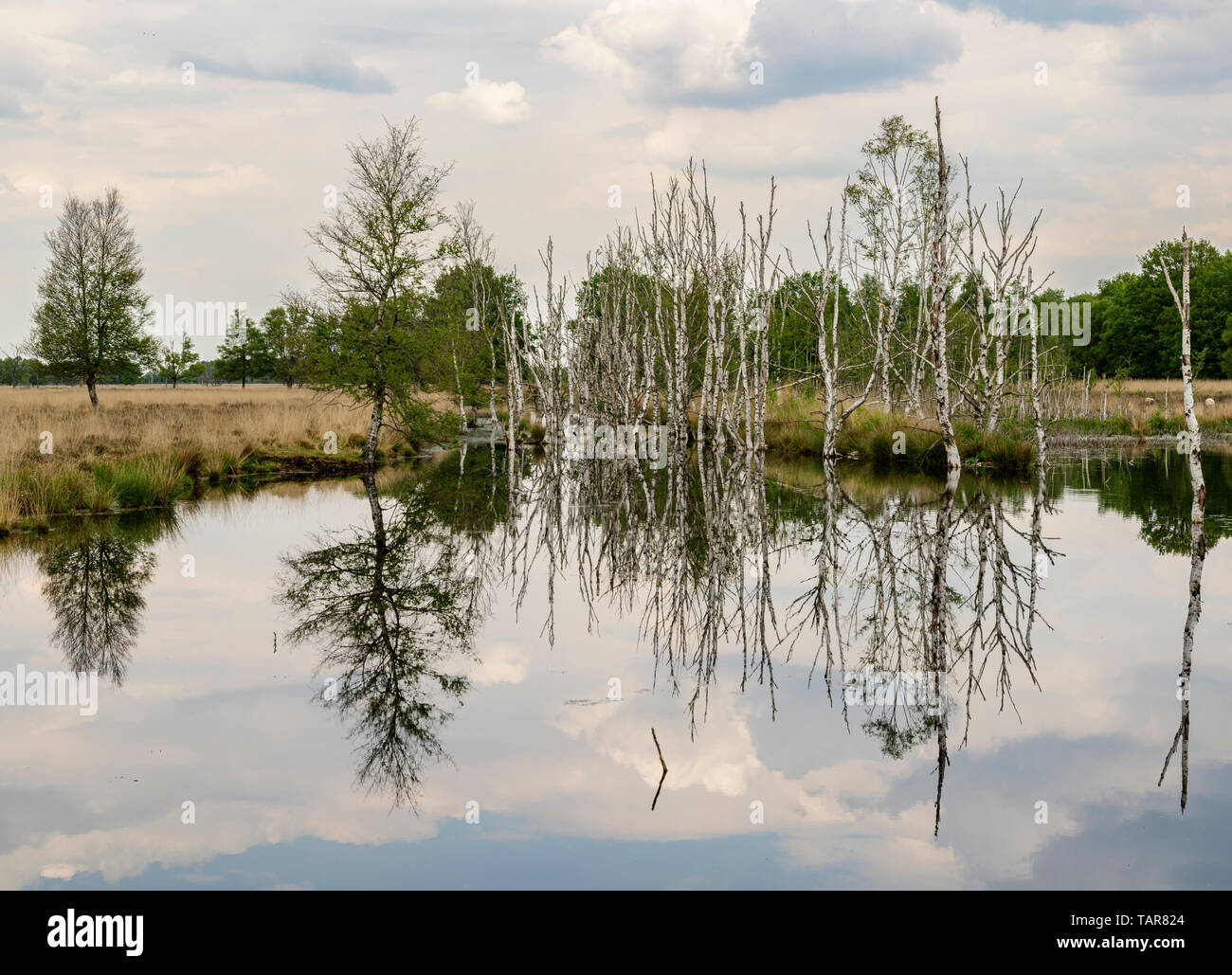 Lake in moorland with reflecting dead Birch trees Stock Photo