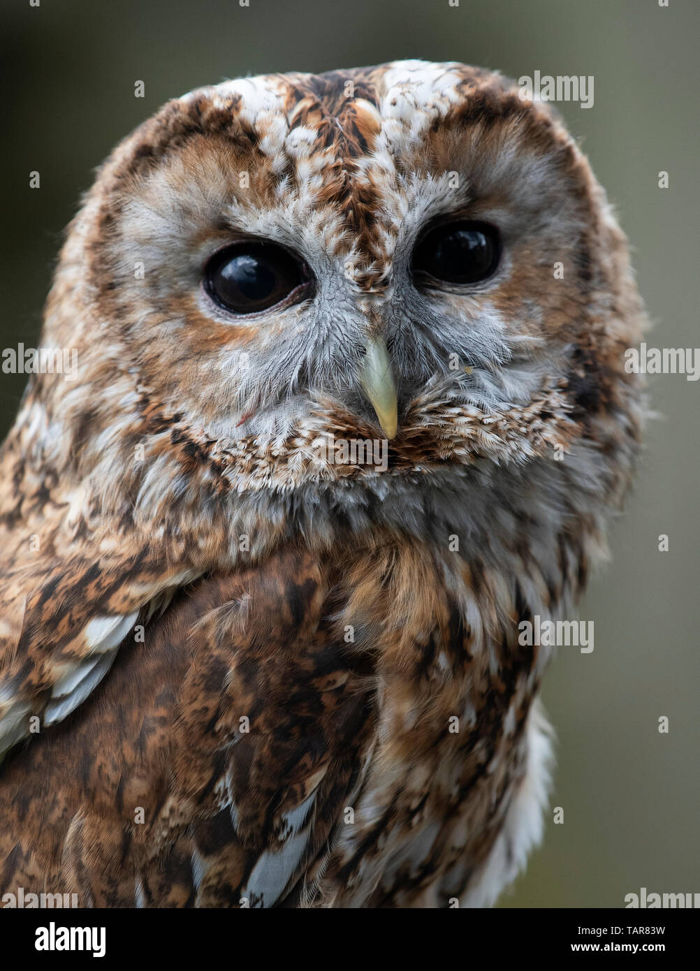 Portrait of tawny owl (Strix aluco) Stock Photo