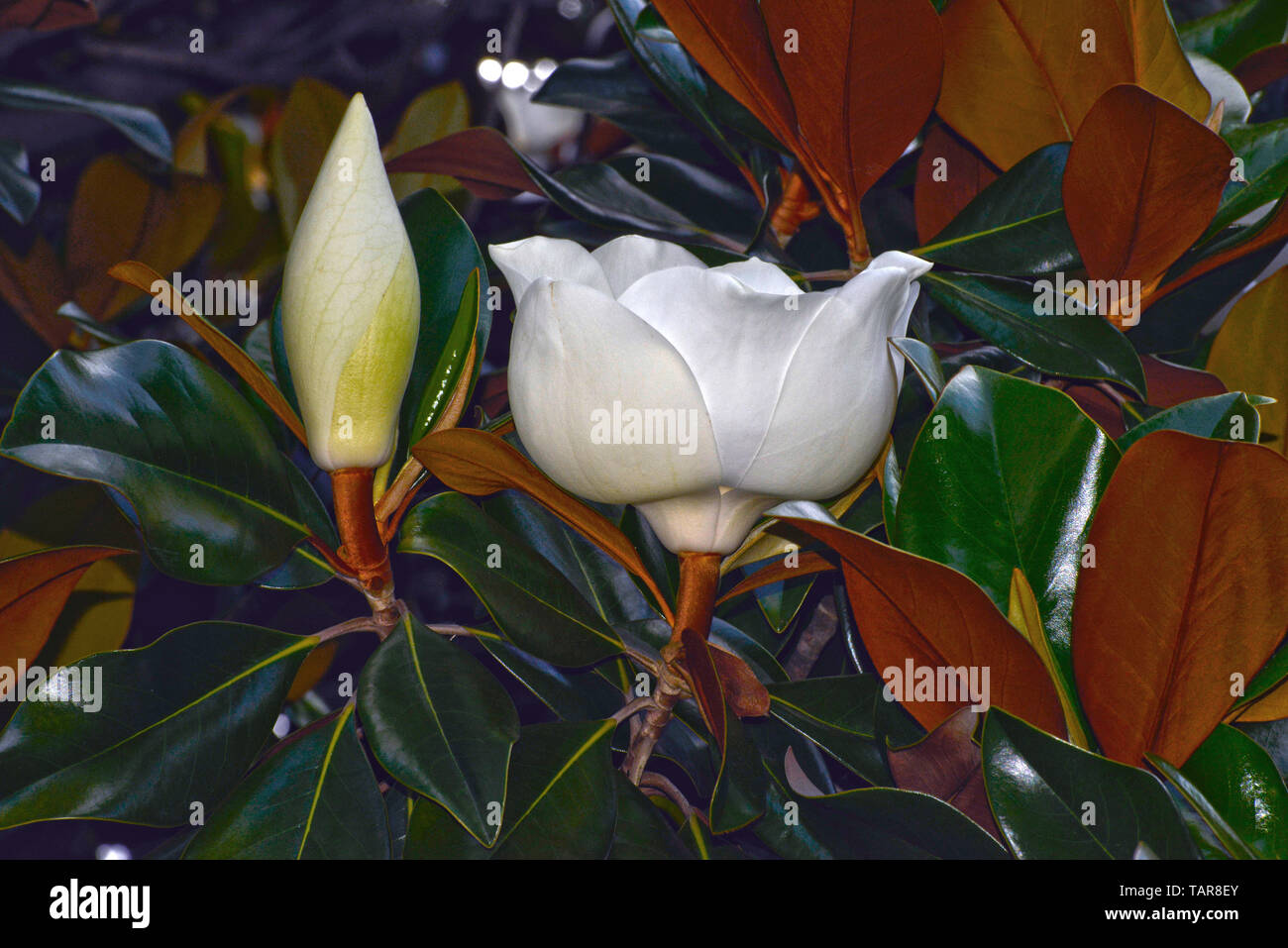 Large Magnolia Tree Blossoms Stock Photo