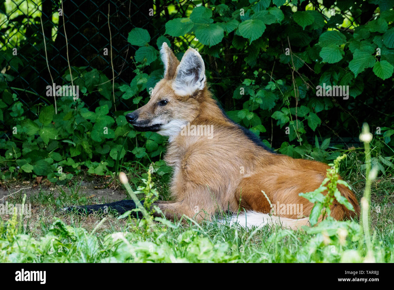 The Maned Wolf, Chrysocyon brachyurus is the largest canid of South America. This mammal lives in open and semi-open habitats, especially grasslands w Stock Photo