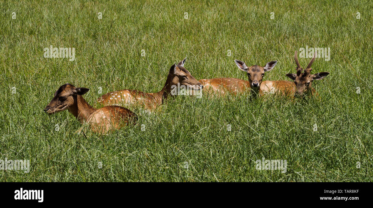 The Red deer, Cervus elaphus is one of the largest deer species. The ...