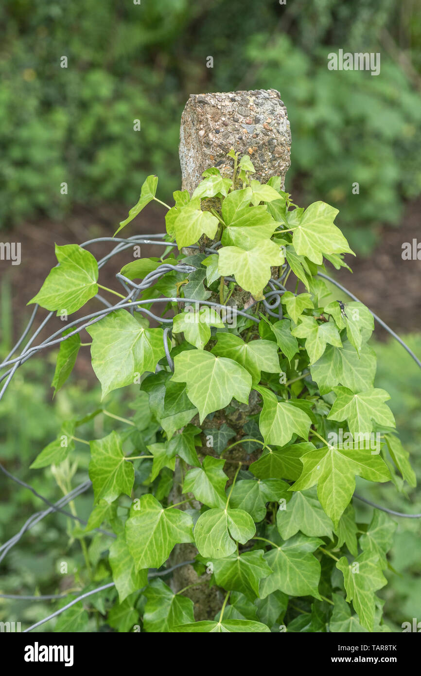 Climbing ivy / Common Ivy - Hedera helix - growing up around a concrete fence pole. Concept overgrown by ivy, creeping ivy. Ivy plant on fence. Stock Photo