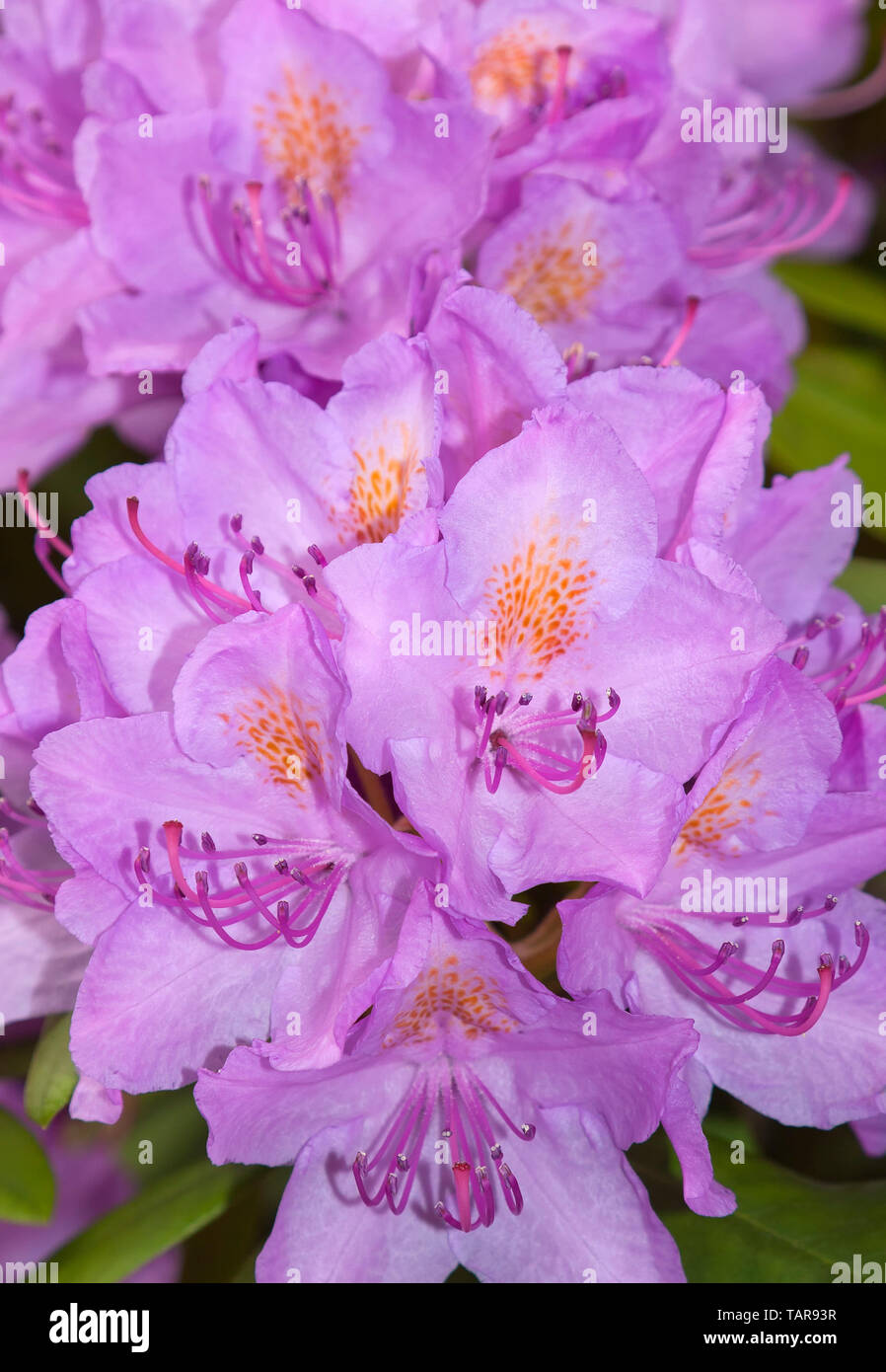 Flowers of a rhododendron Stock Photo