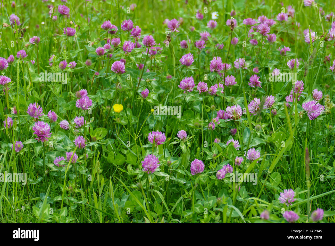 Roter Wiesen Klee Pflanze, mit lila, violett farbener Blüte, und grünen Blättern, auf der Wiese