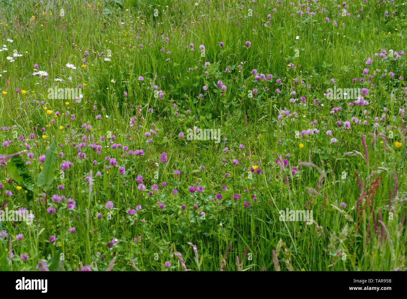 Roter Wiesen Klee Pflanze, mit lila, violett farbener Blüte, und grünen Blättern, auf der Wiese Stock Photo