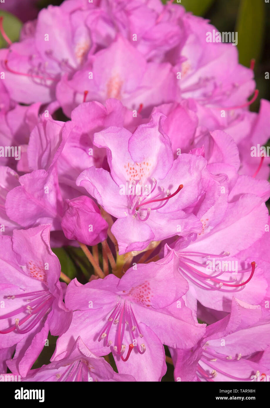 Flowers of a rhododendron Stock Photo