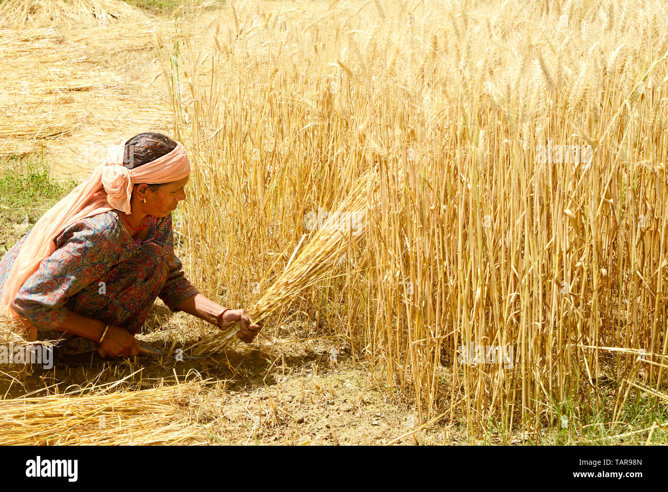 Female farmer harvesting wheat crops in a wheat field Stock Photo Alamy