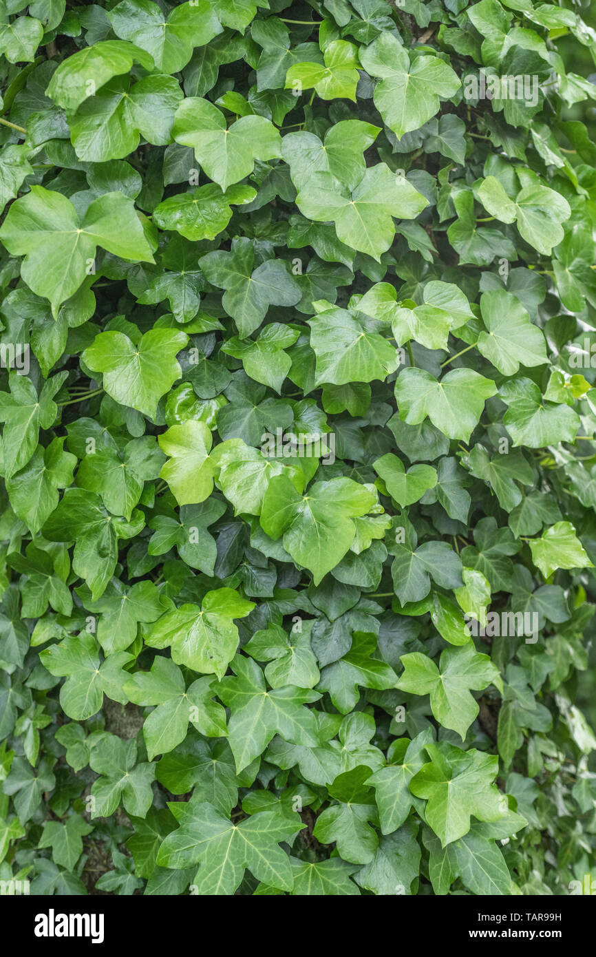Climbing ivy / Common Ivy plant - Hedera helix - growing up around a large tree trunk. Concept overgrown by ivy, hedera helix on tree, creeping ivy. Stock Photo