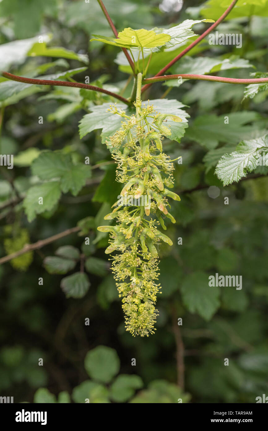 Foliage & leaves of flowering Sycamore / Acer pseudoplatanus tree. Sycamore is a member of the Maple family. Fruiting Sycamore seeds seen forming. Stock Photo