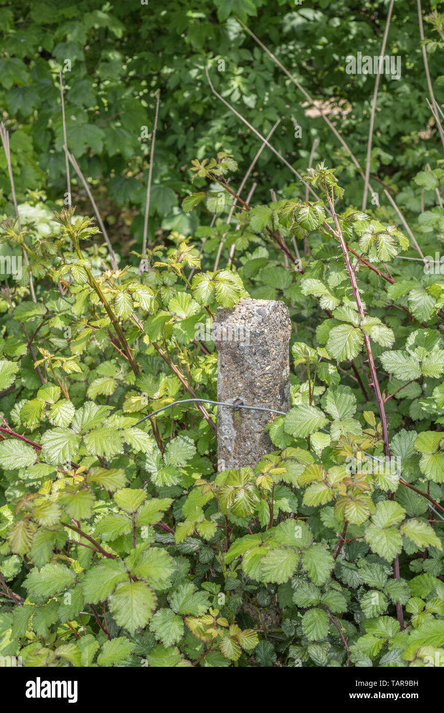 Concrete fencing post all but invisible under a mass of overgrowing bramble shrubs. Metaphor overgrown, smothered, surrounded on all sides Stock Photo