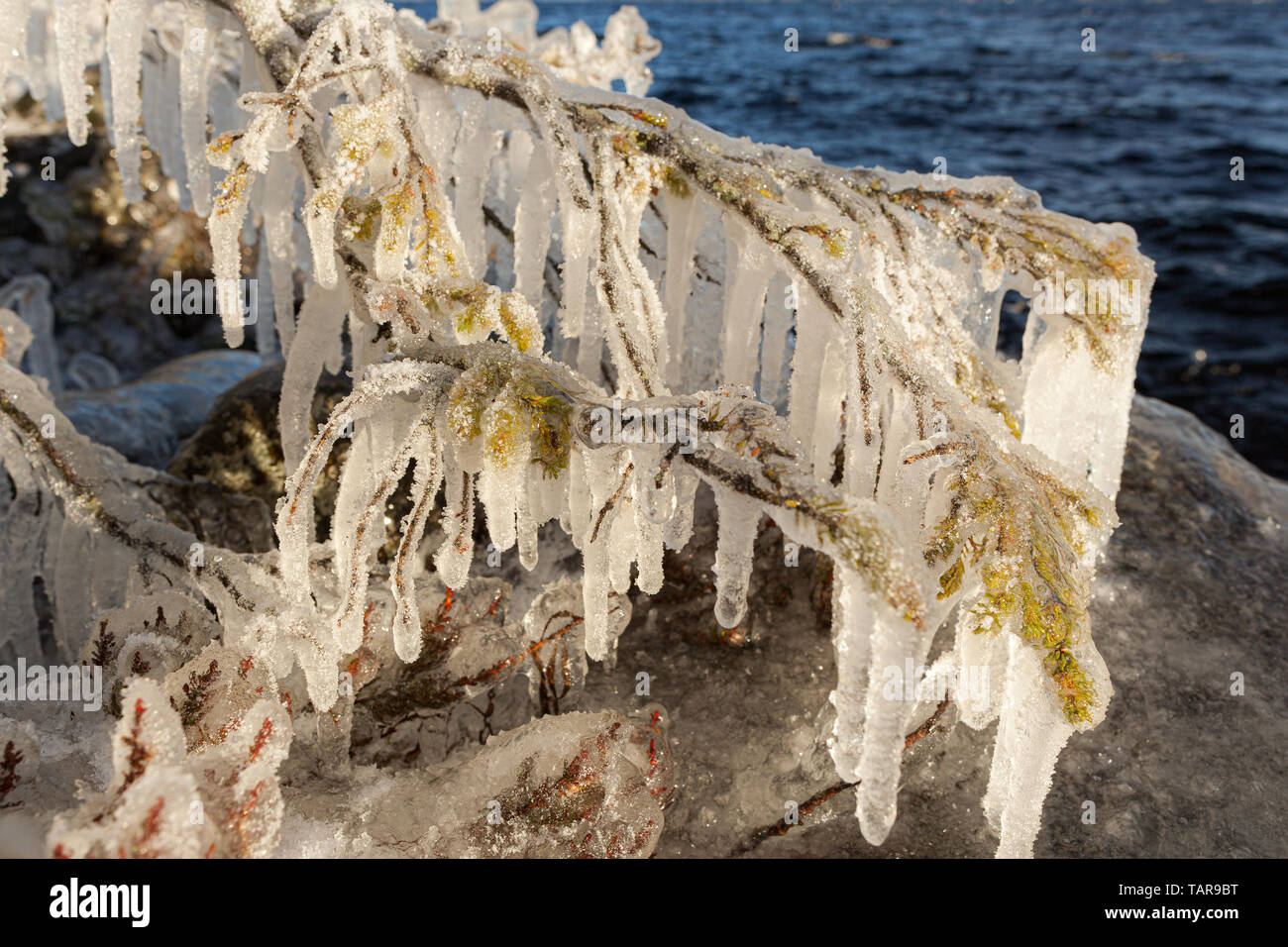 Long icicles hanging from frozen spruce branch Stock Photo