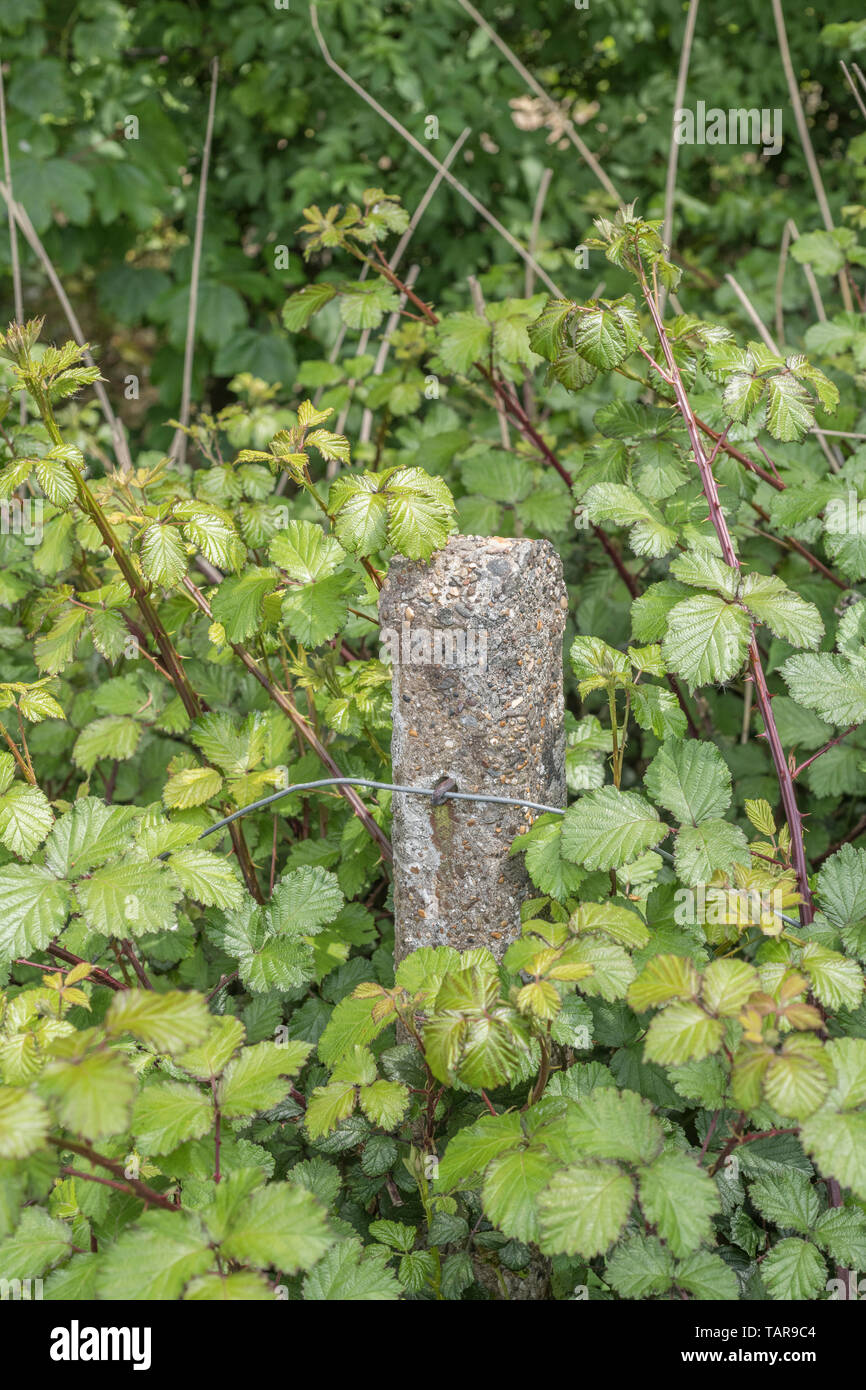 Concrete fencing post all but invisible under a mass of overgrowing bramble shrubs. Metaphor overgrown, smothered, surrounded on all sides Stock Photo