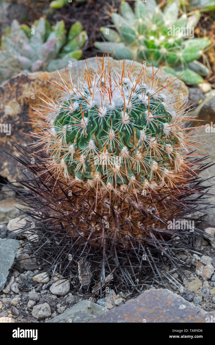 Brain cactus (Stenocactus crispatus / Brittonia crispata / Echinofossulocactus crispatus) native to Mexico Stock Photo