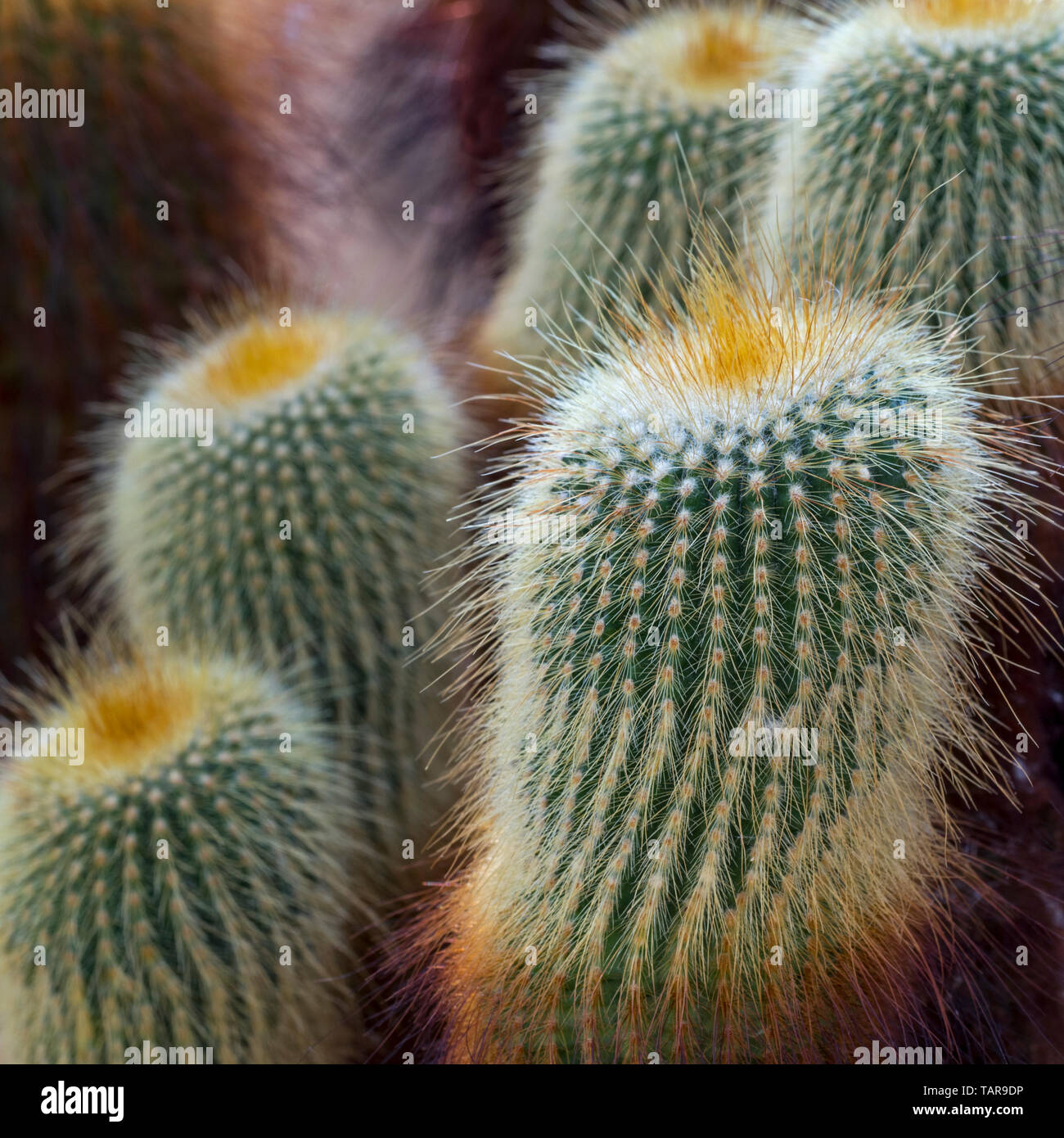 Lemon ball cactus / golden ball cactus / yellow tower cactus (Parodia leninghausii) native to South America Stock Photo