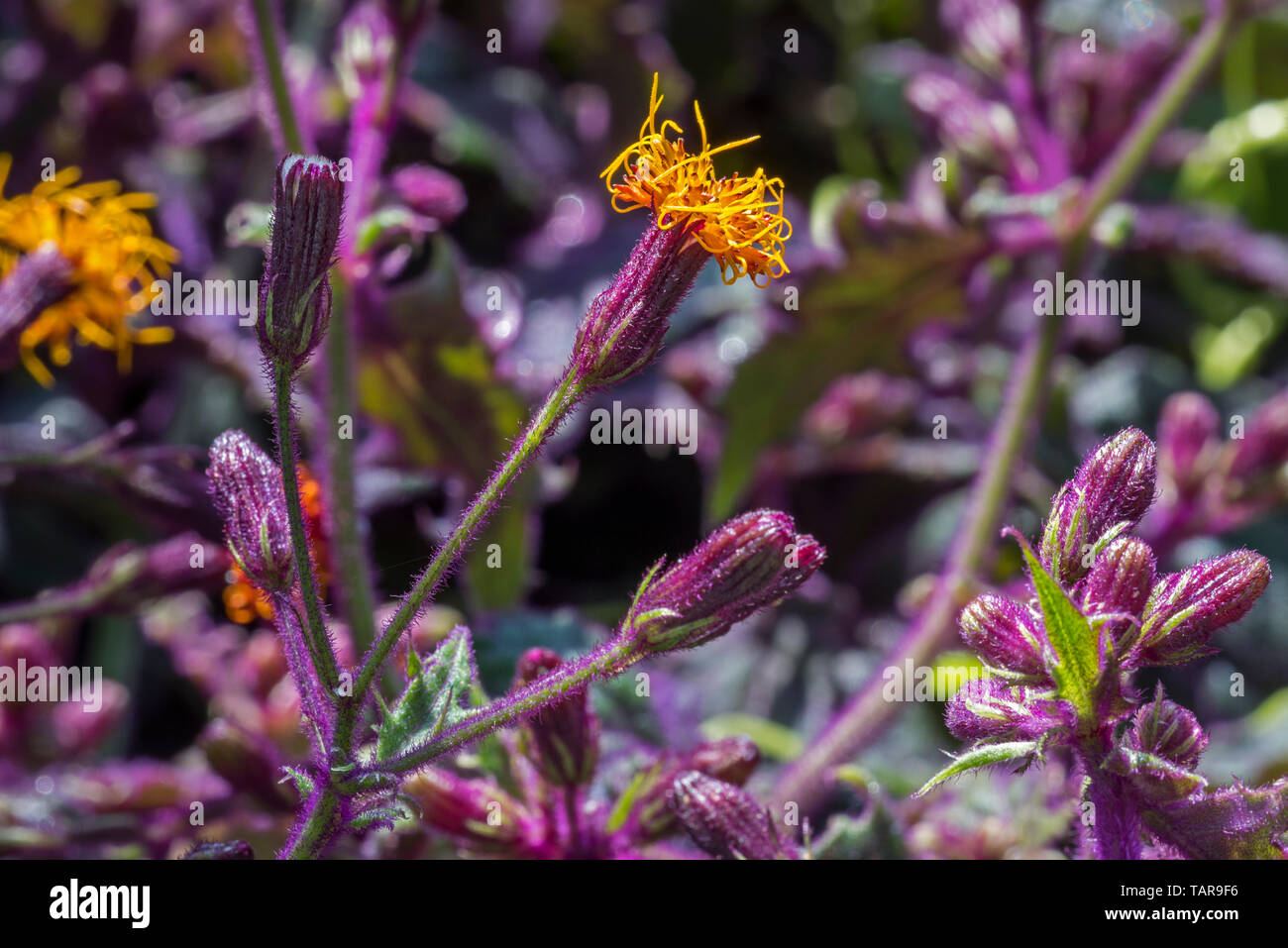 Longevity spinach / longevity greens (Gynura procumbens) in flower
