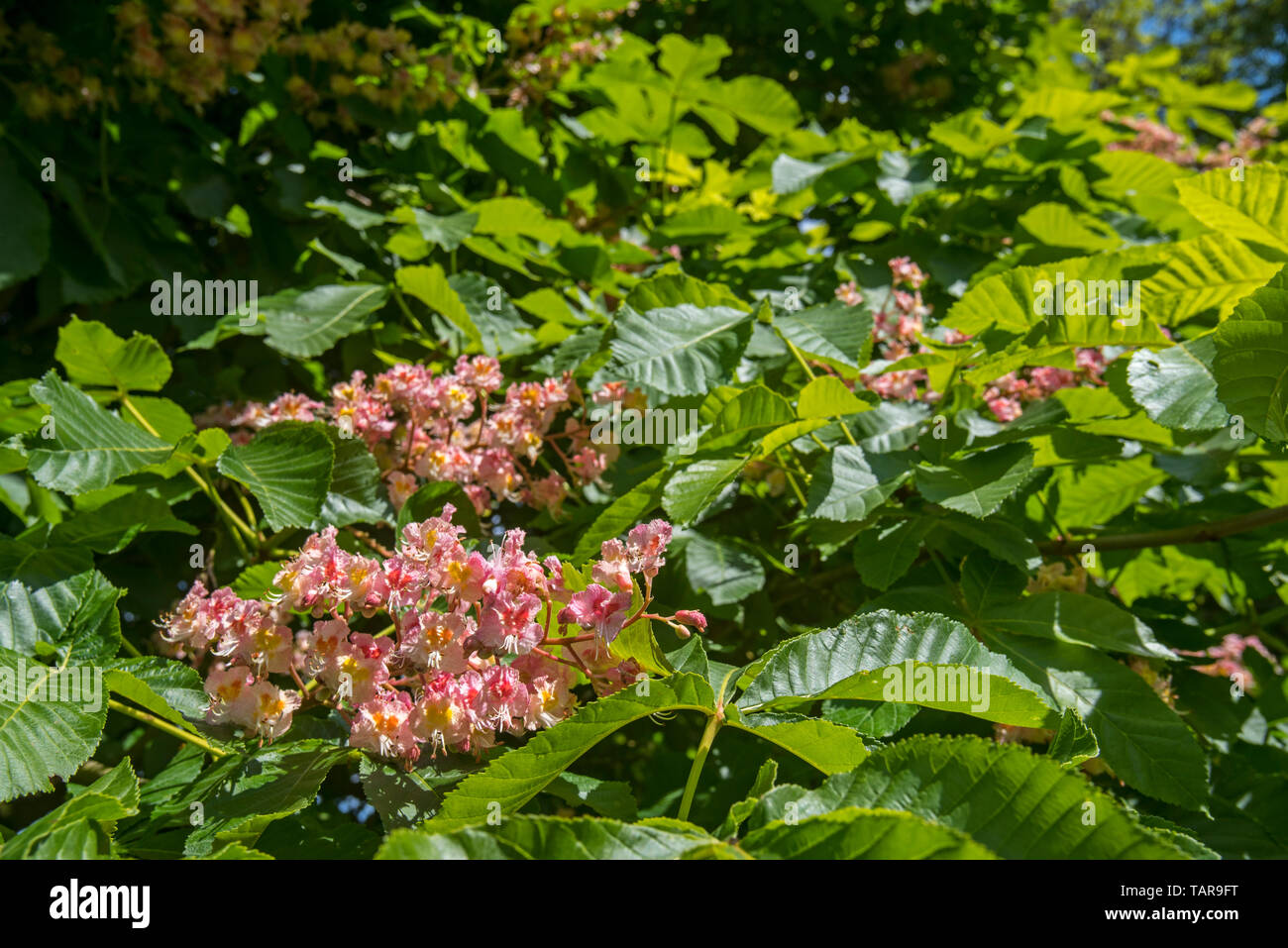 Red horse-chestnut Aesculus × carnea Plantierensis cultivar in flower in spring Stock Photo