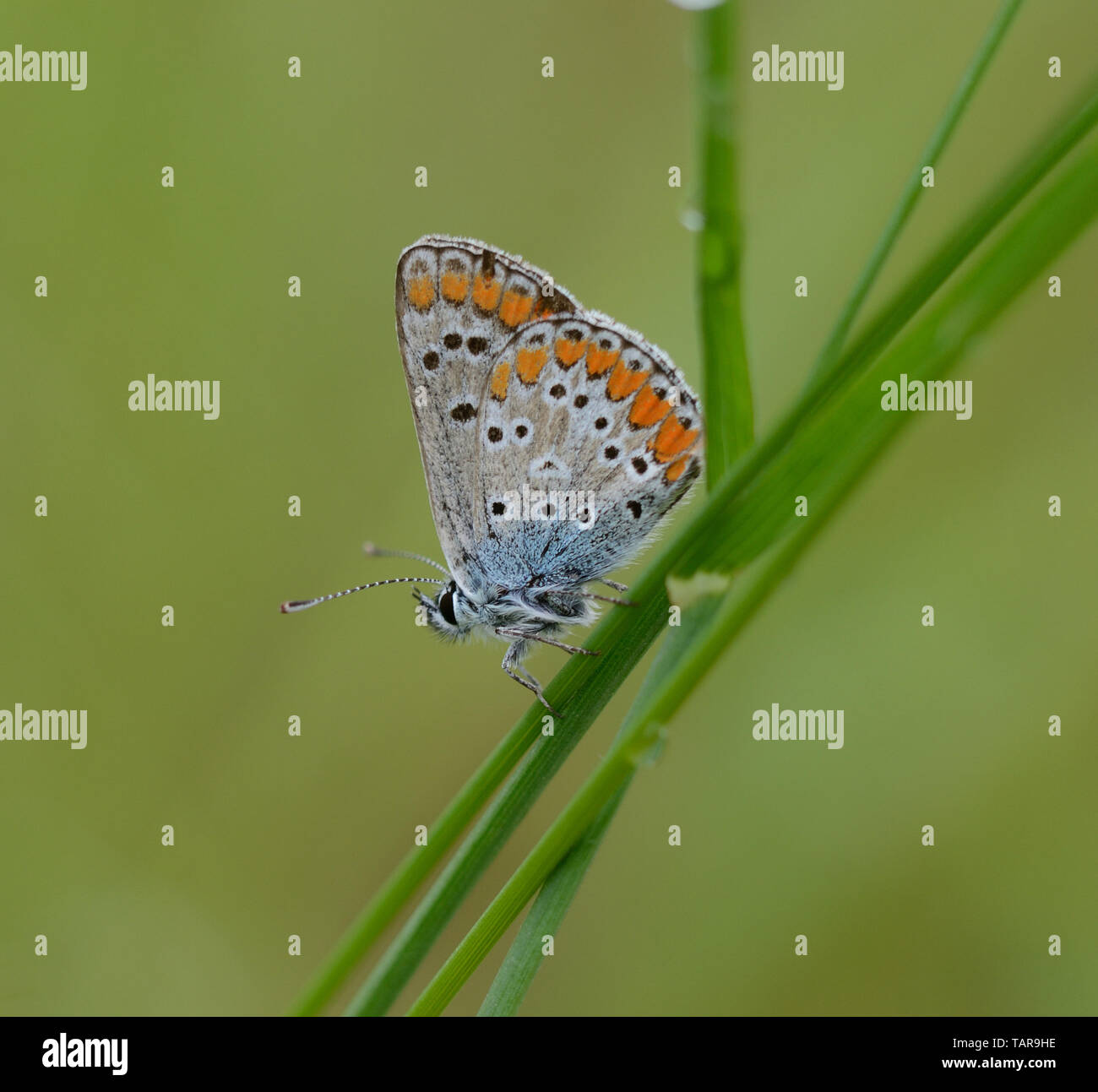 close-up of Common Blue butterfly over a blade of grass Stock Photo
