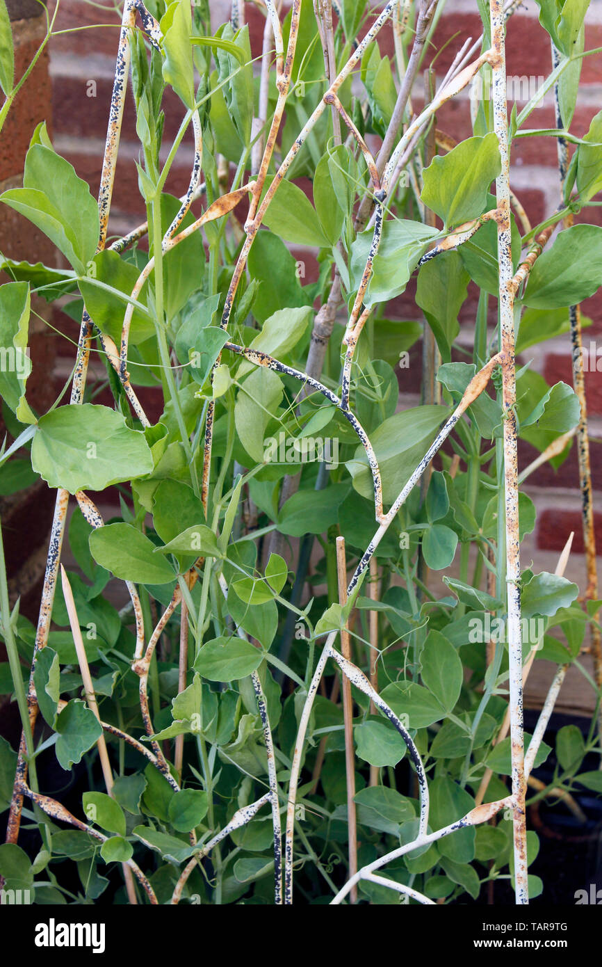 English sweet pea plants green shoots climbing ornate frame Stock Photo