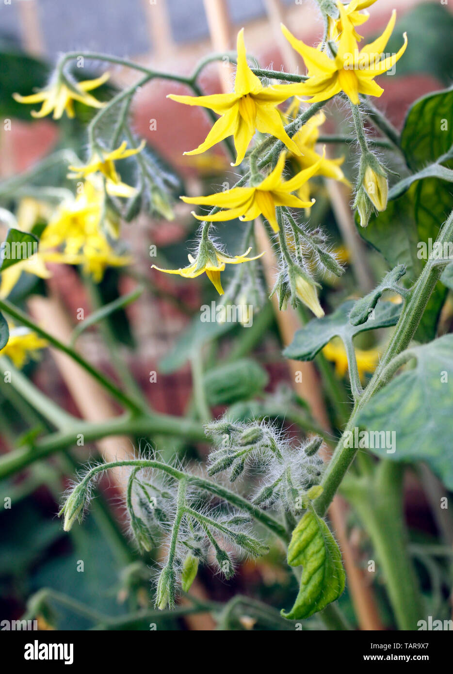 Tomato (Basket)Tumbler dwarf bush plants flowering Stock Photo Alamy
