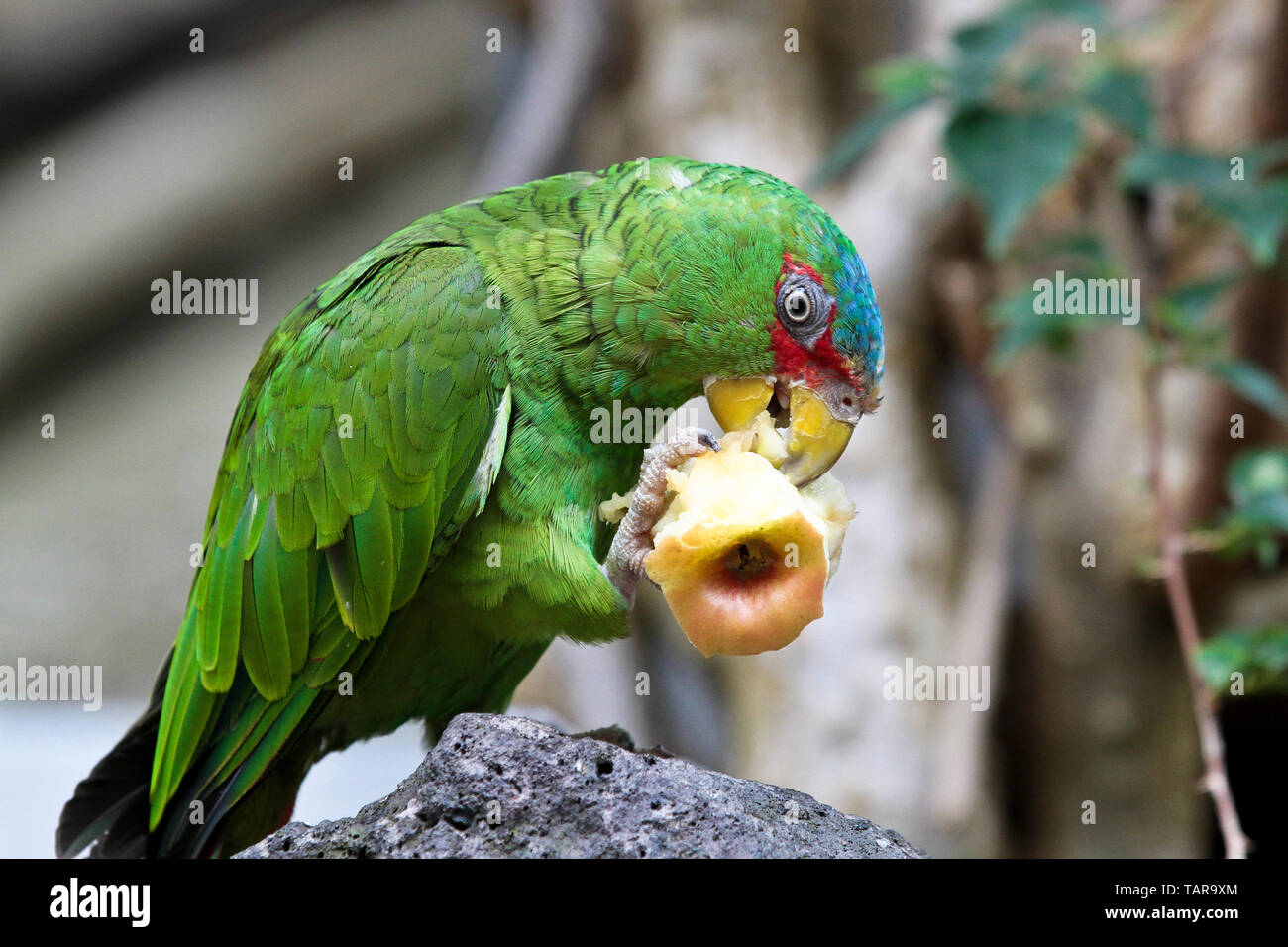 The Great Green Macaw also known as Buffon's Macaw or the Great ...