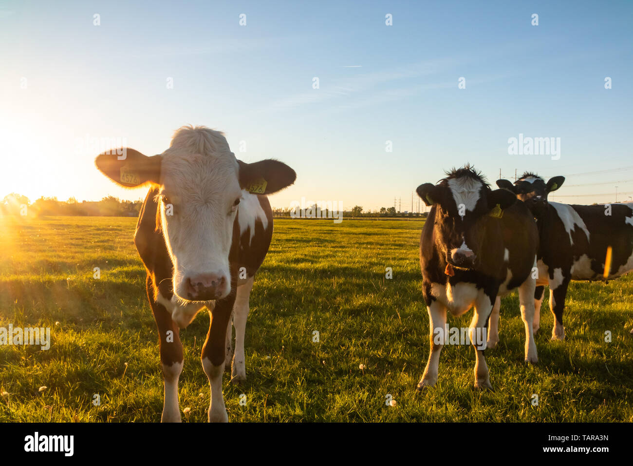 cow cattle farm ranch in The Netherlands,Holland Stock Photo