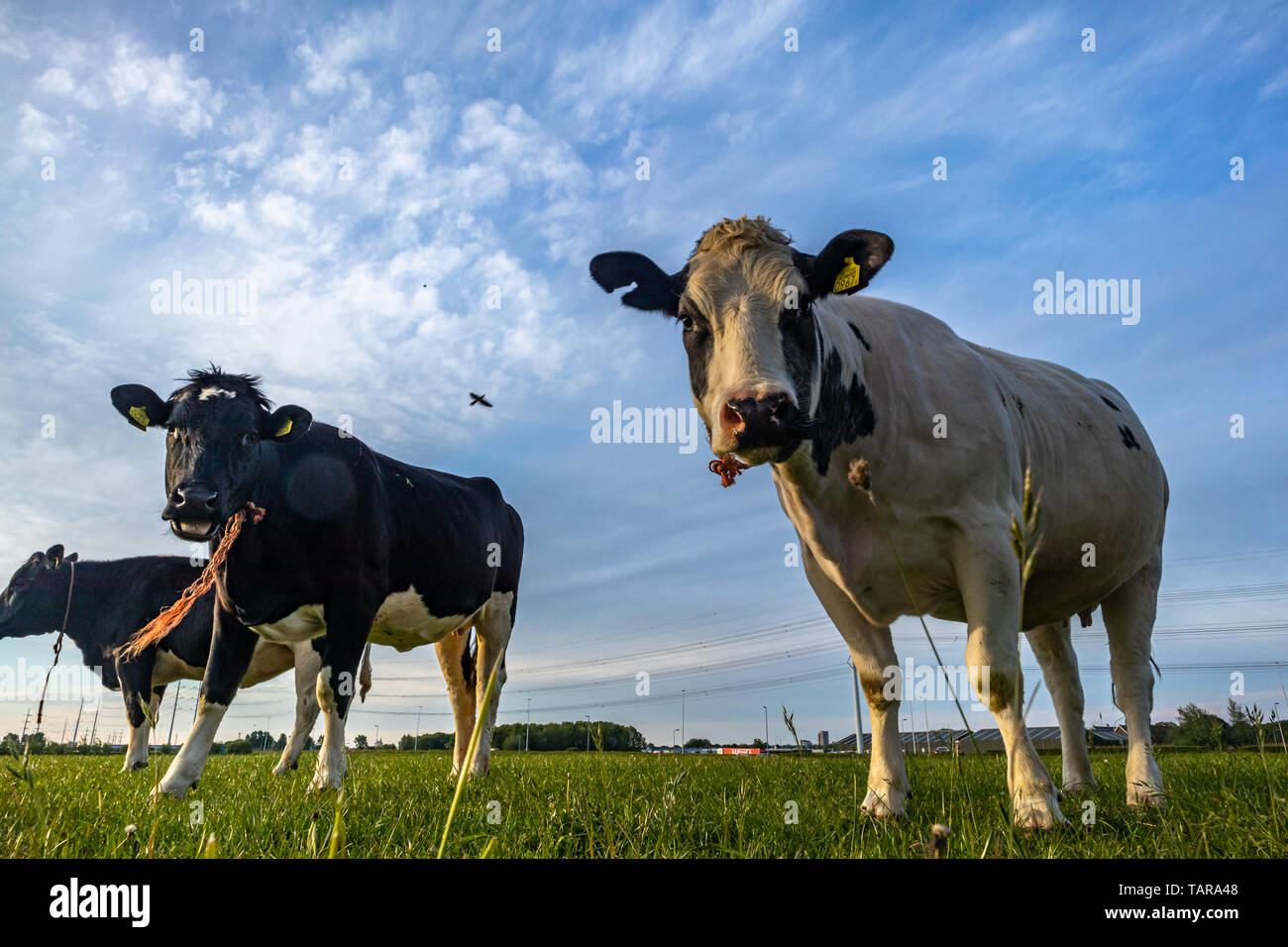 cow cattle farm ranch in The Netherlands,Holland Stock Photo - Alamy