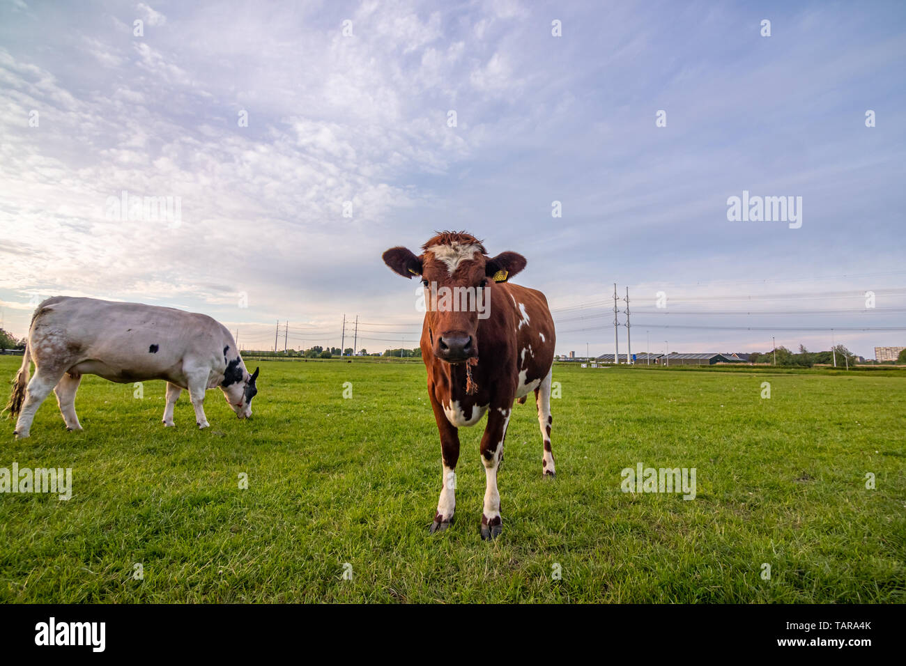 cow cattle farm ranch in The Netherlands,Holland Stock Photo