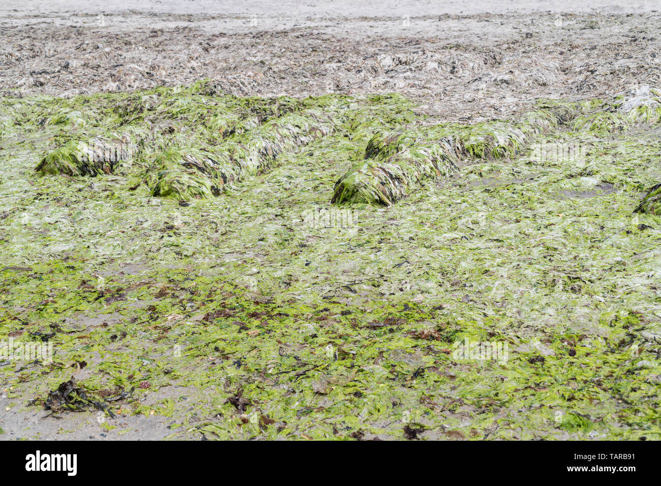 The green seaweed Sea Lettuce / Ulva lactuca washed ashore on a beach and deposited at the drift line or tideline. Fresh Sea Lettuce is edible. Stock Photo