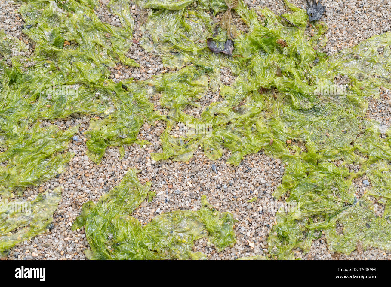 Close-up of the green seaweed Sea Lettuce / Ulva lactuca washed ashore on beach & deposited at the drift line / tideline. Fresh Sea Lettuce edible. Stock Photo