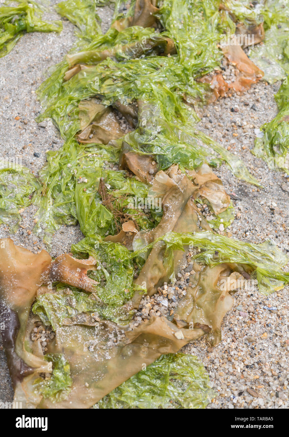 Close-up of the green seaweed Sea Lettuce / Ulva lactuca washed ashore on beach & deposited at the drift line / tideline. Fresh Sea Lettuce edible. Stock Photo