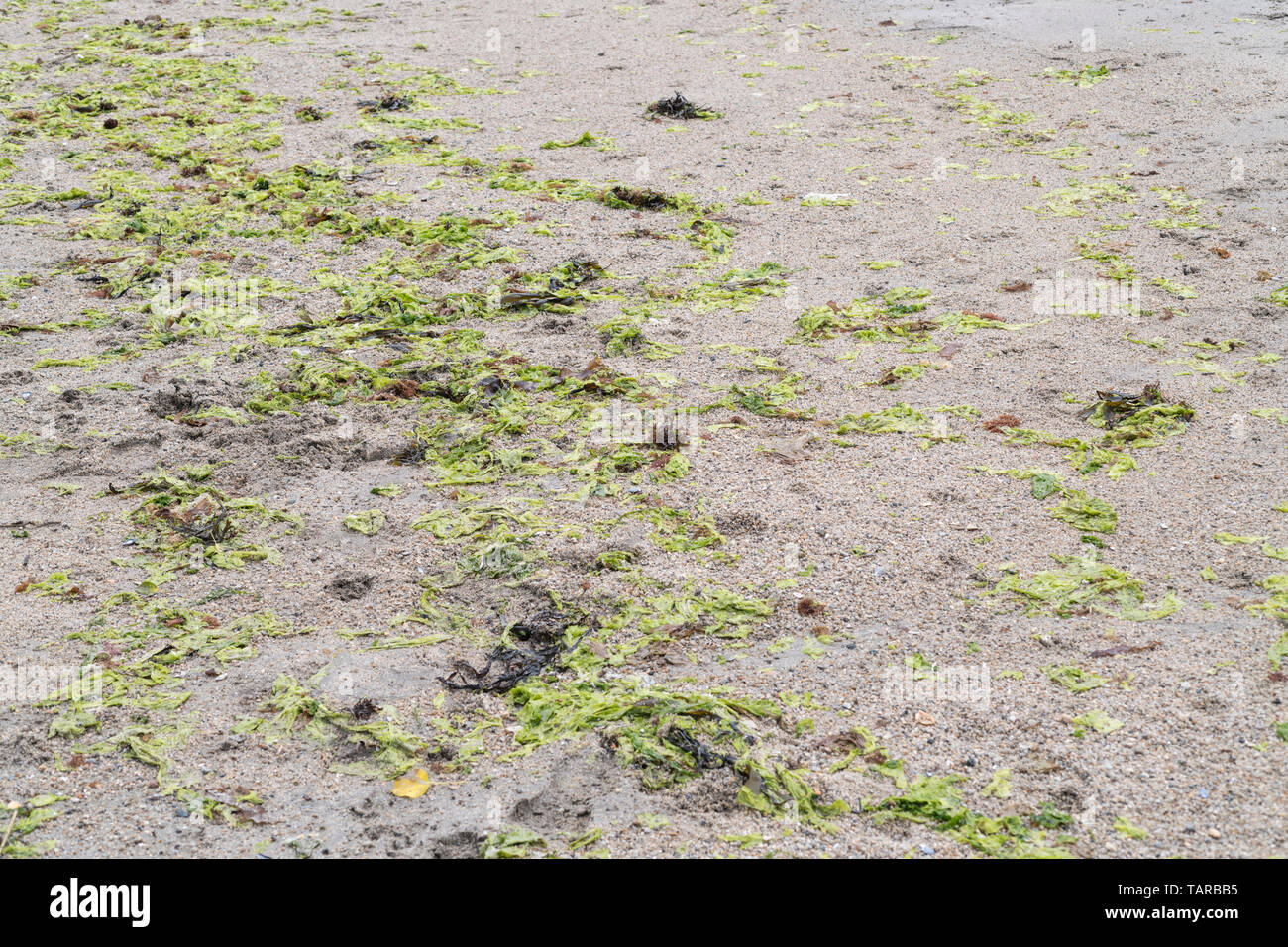 The green seaweed Sea Lettuce / Ulva lactuca washed ashore on a beach and deposited at the drift line or tideline. Fresh Sea Lettuce is edible. Stock Photo