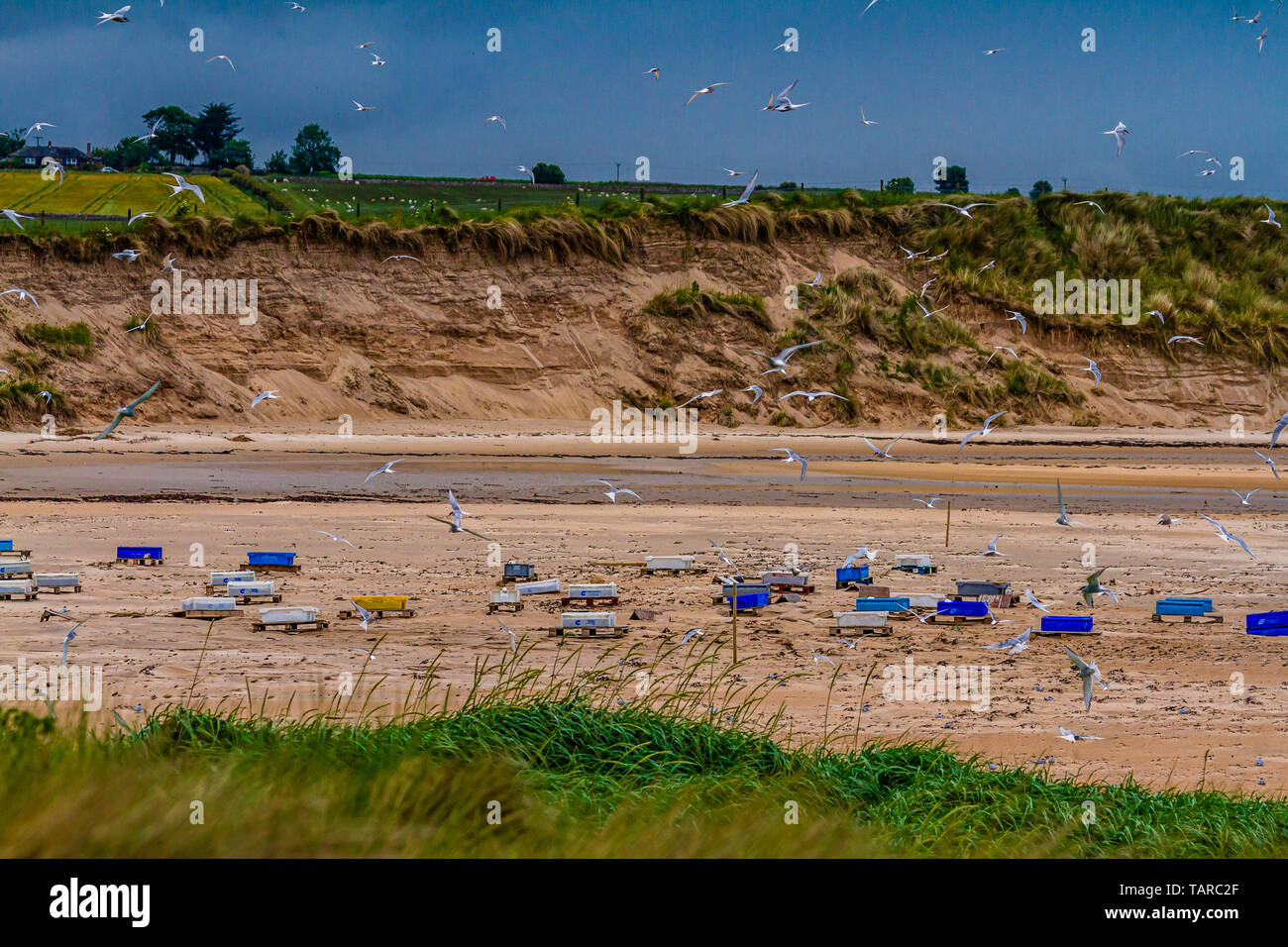 Little Terns using crates that are raised above the tide line and provided by the National Trust for nesting. Beadnell, Northumberland, UK. June 2018. Stock Photo