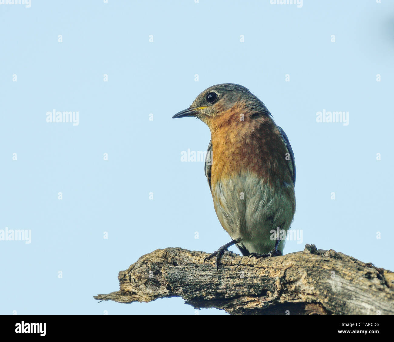 Eastern Bluebird - North American wild songbird perched on tree branch against blue sky Stock Photo