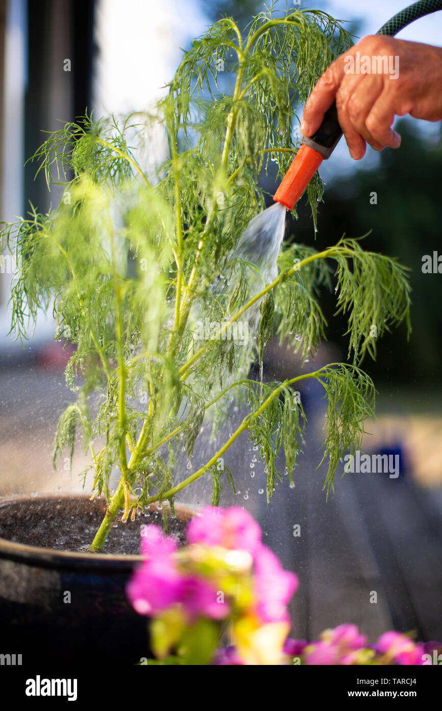 watering plants in garden, summer Stock Photo