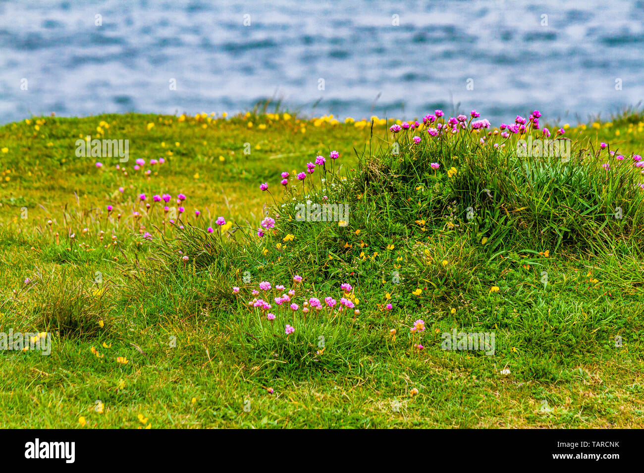 Sea pinks, also known as thrift or Armeria maritima, growing on a clifftop in Northumberland, UK. June 2018. Stock Photo