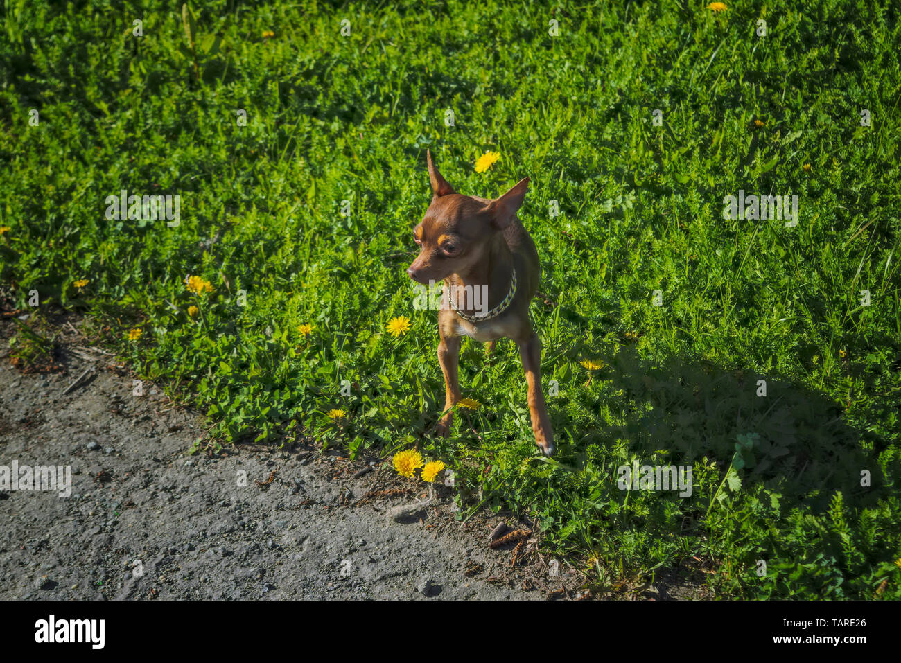 A small dog of brown color of the breed Prague Ratter on a walk in the park. Stock Photo