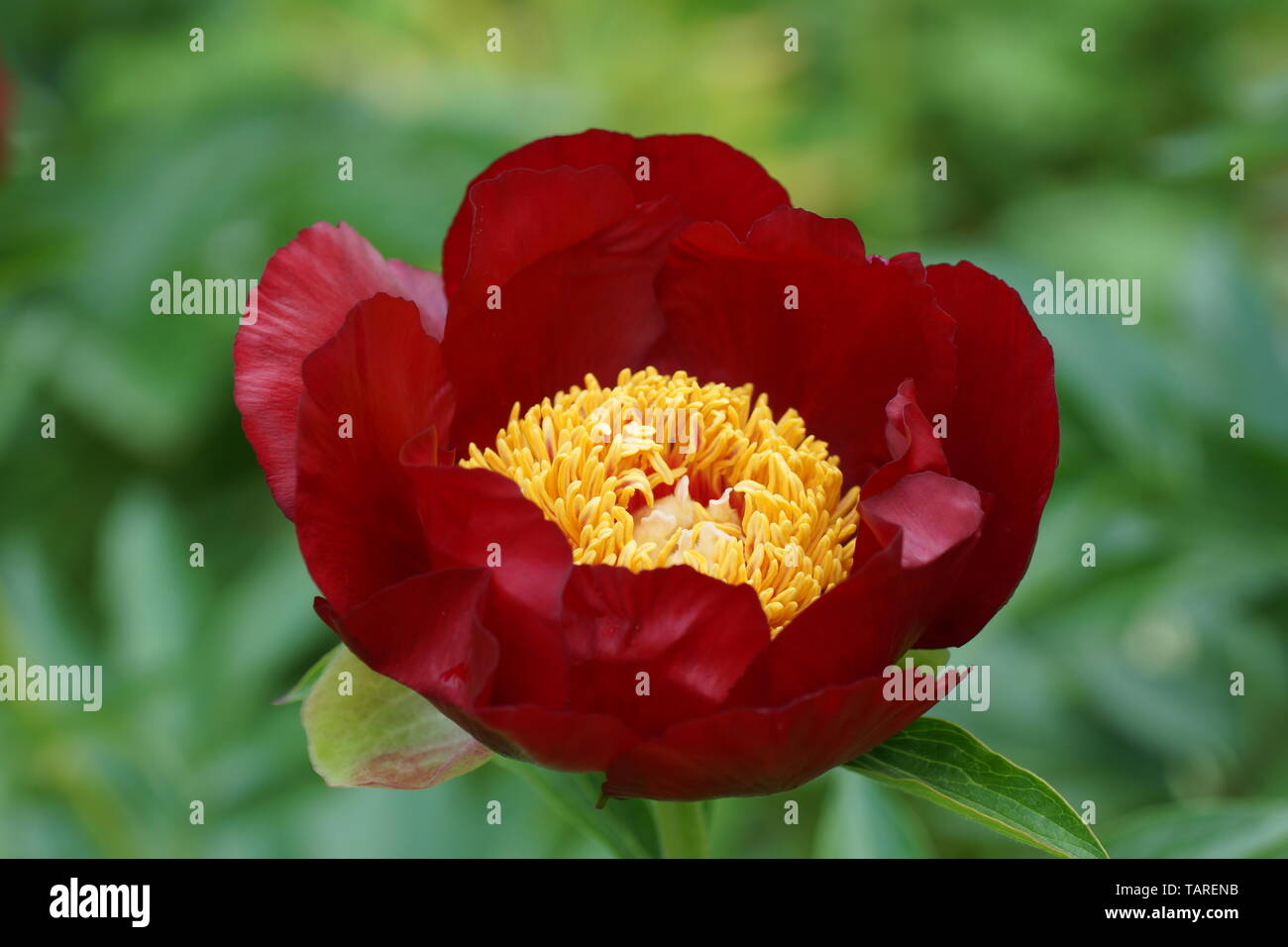 Peony Chervoni Vitryla. Red peony flower. Paeonia lactiflora (Chinese peony or common garden peony). Stock Photo