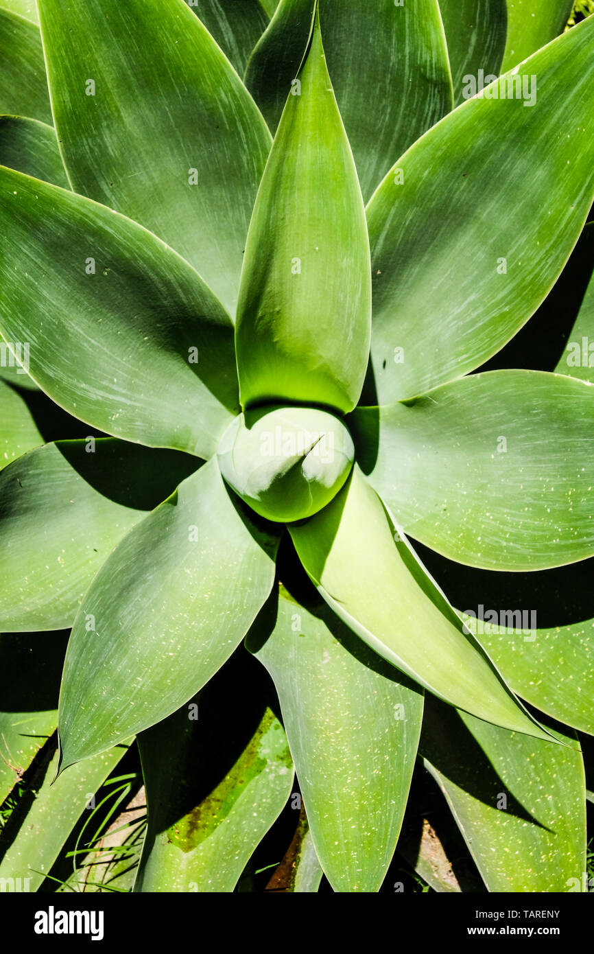 Top close up view of giant tropical succulent plant agave Stock Photo